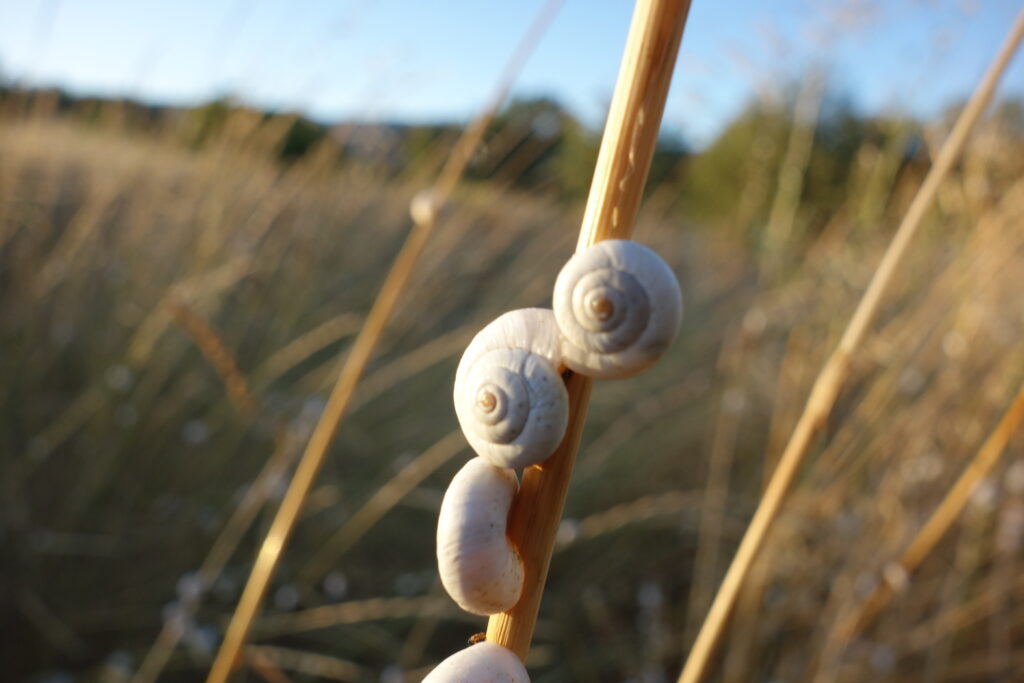 Triocargotweb 1024x683